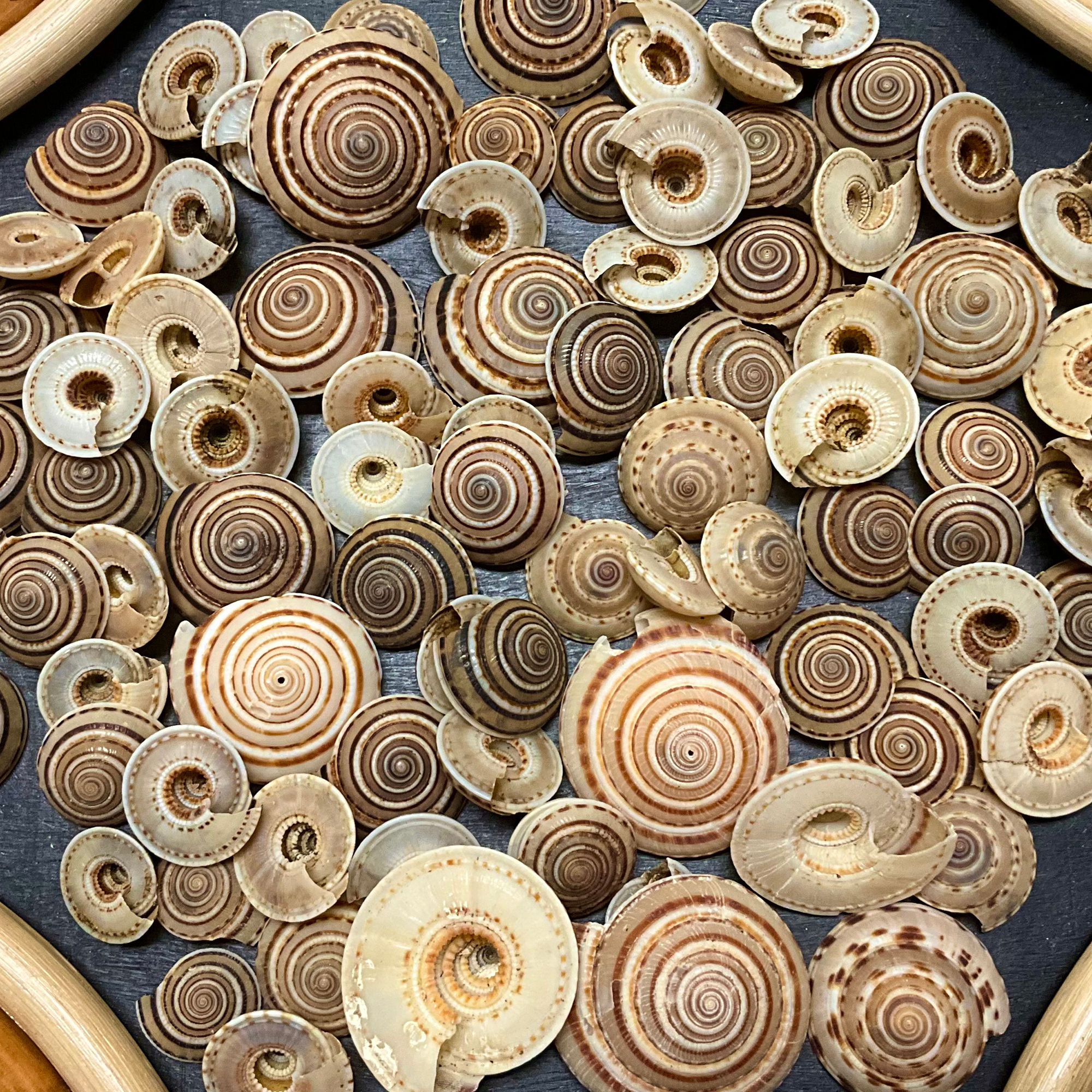 Sundials Shells - B40. Price per piece $.08