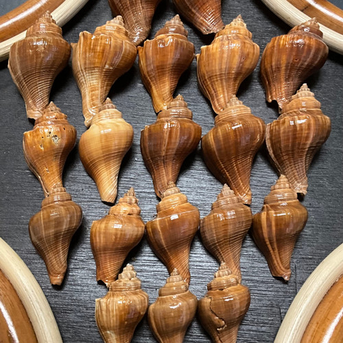 Dark Vole Shells - B50