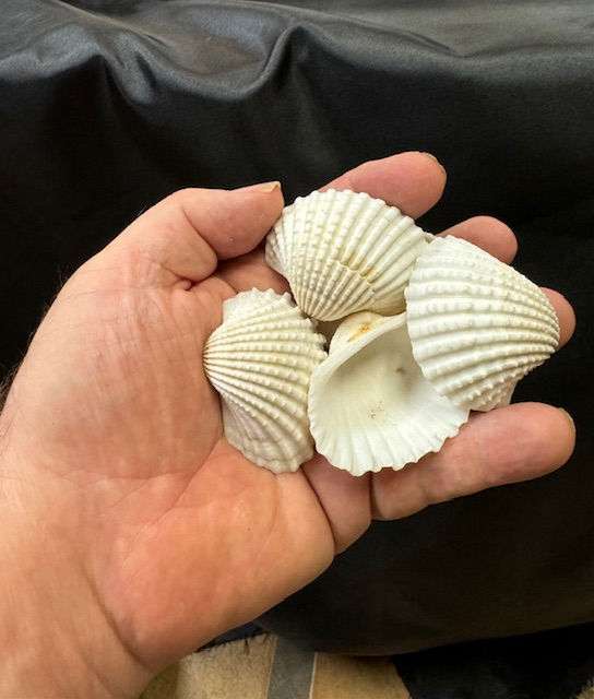 Thumbnail: White Ark Shells (6-8 cm)/B66 - 1.1 LB. (APPROX. 66 PCS) - $0.04/PIECE