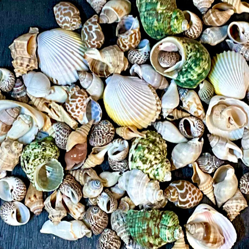 Colored Mix Shells (2-5 cm) - B69