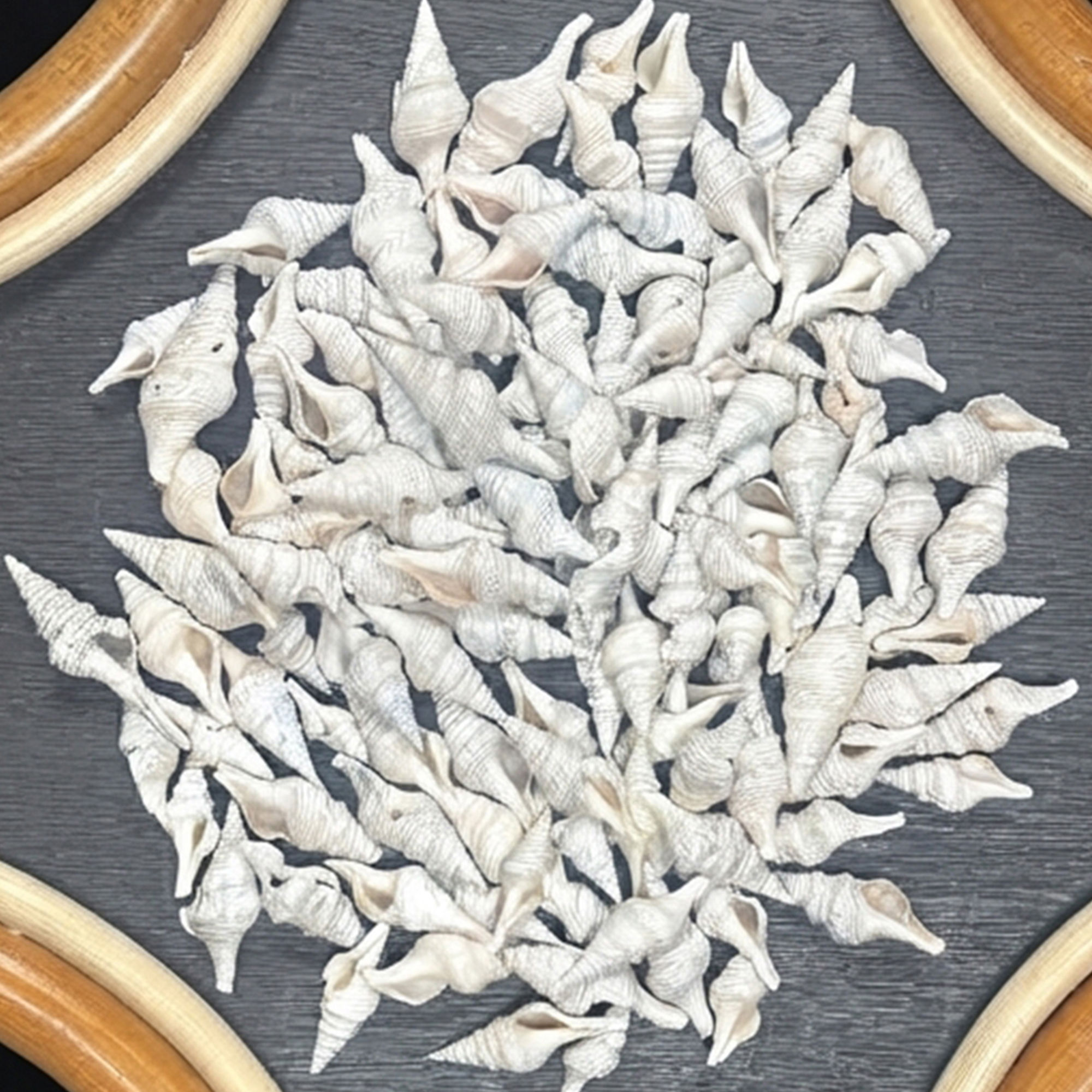 Painted Baby Turris Shells/B107 - 1.1 LB. (APPROX. 260 PCS) - $0.017/PIECE)
