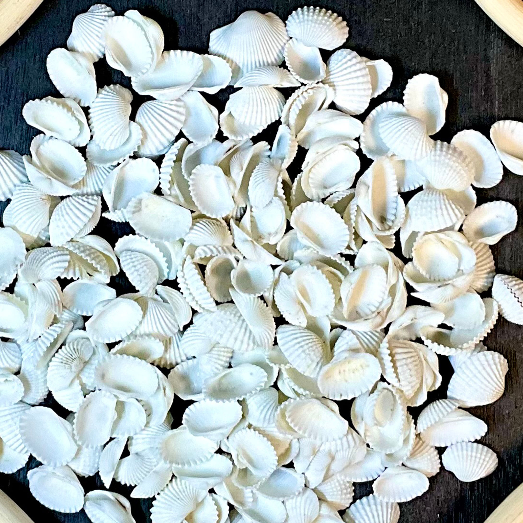 White Ark Shells (4-6 cm) - B65