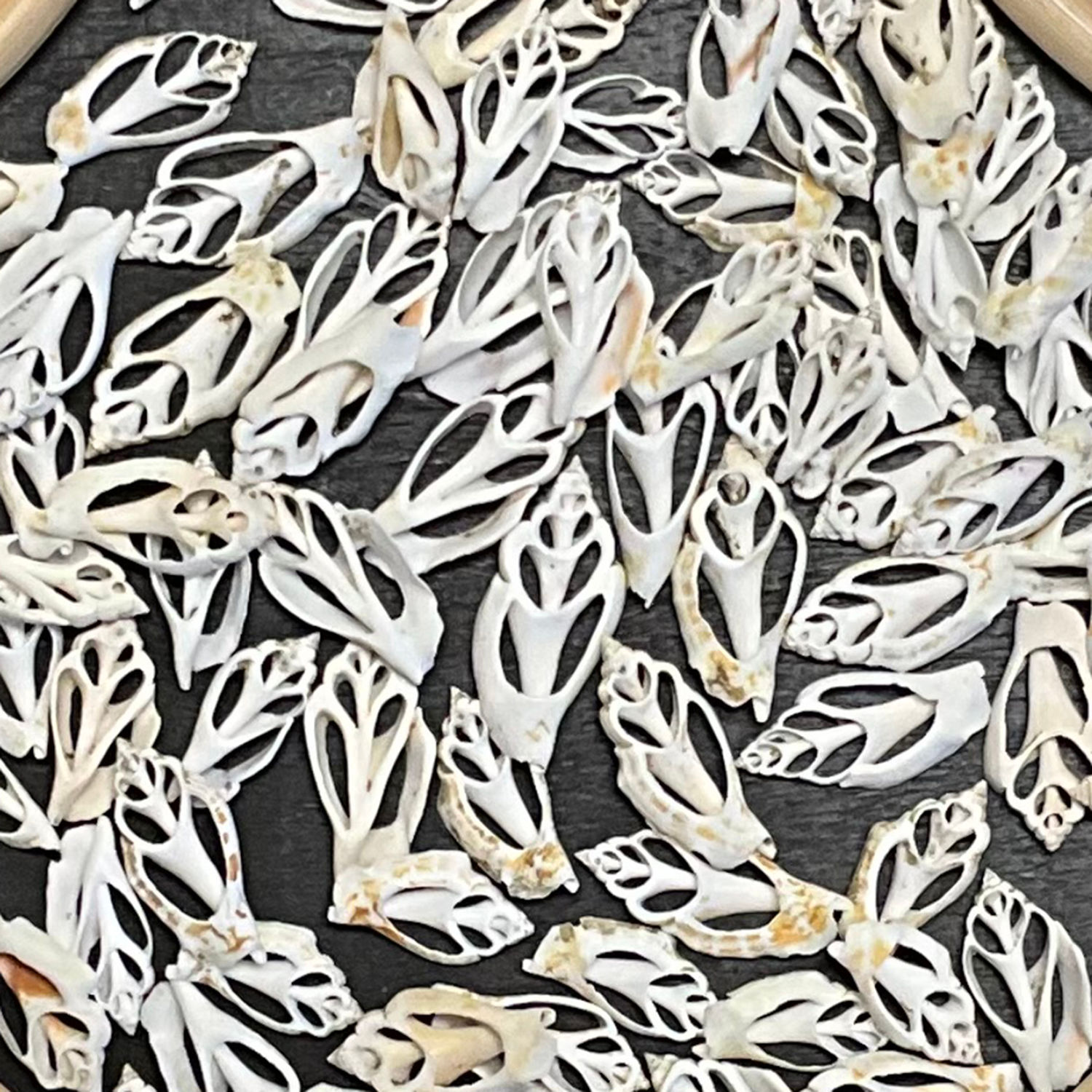 Sliced Strombus Shells - B55