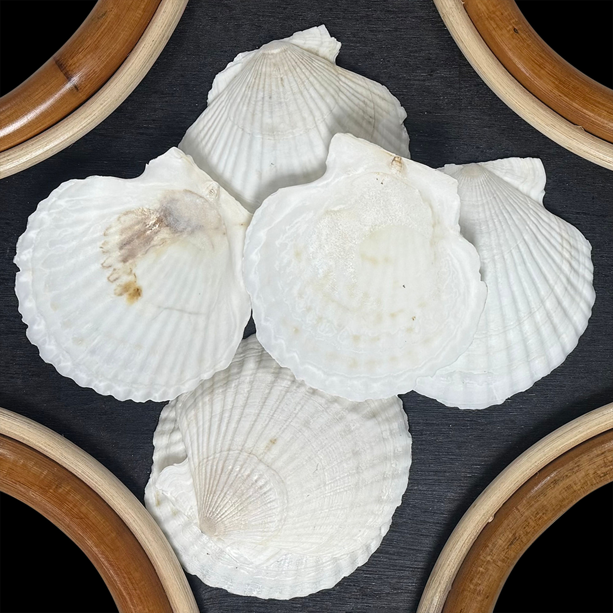 Starfish Scallop Large/B105L - 1.1 LB. (APPROX. 12 PCS) - $0.29/PIECE