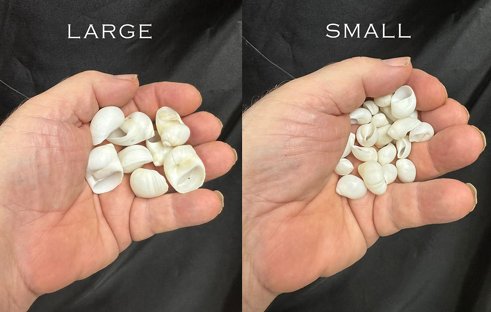 Thumbnail: White Nautica Shells /B01 - 1.1 LB. (APPROX. 160 PCS) - $0.03/PIECE)