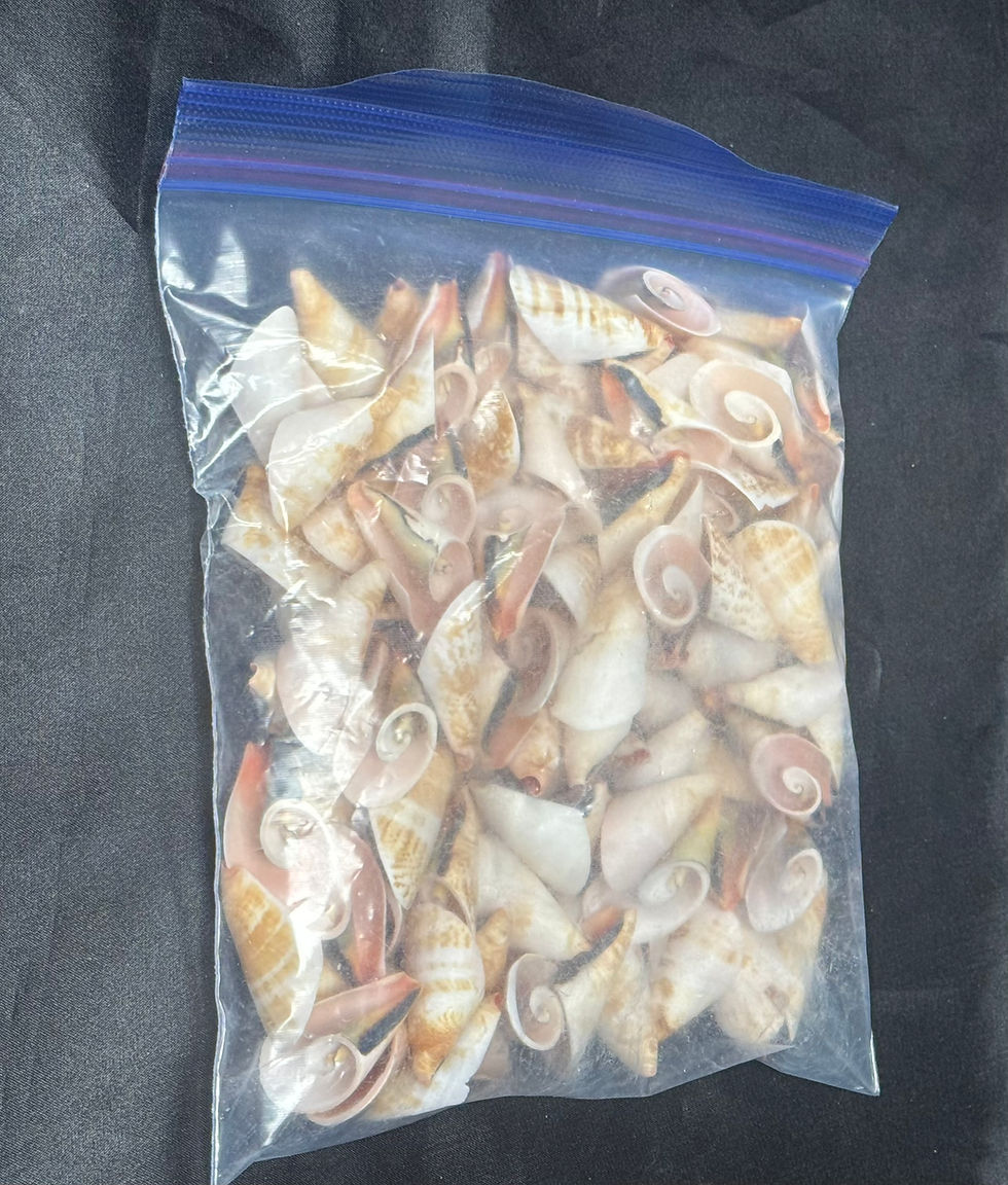 Thumbnail: Cut Strombus Shells/B11 - 1.1 LB. (APPROX. 100 PCS) - $0.04/PIECE