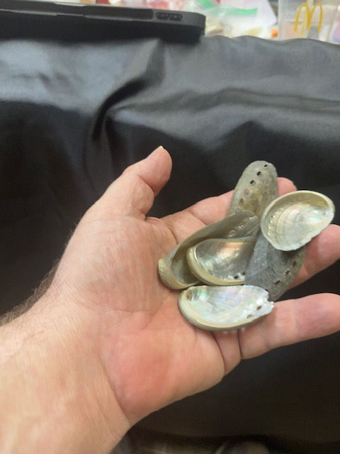 Thumbnail: Mule Ear Abalone Shells/B59 - 1.1 LB. (APPROX. 140 PCS) - $0.07/PIECE