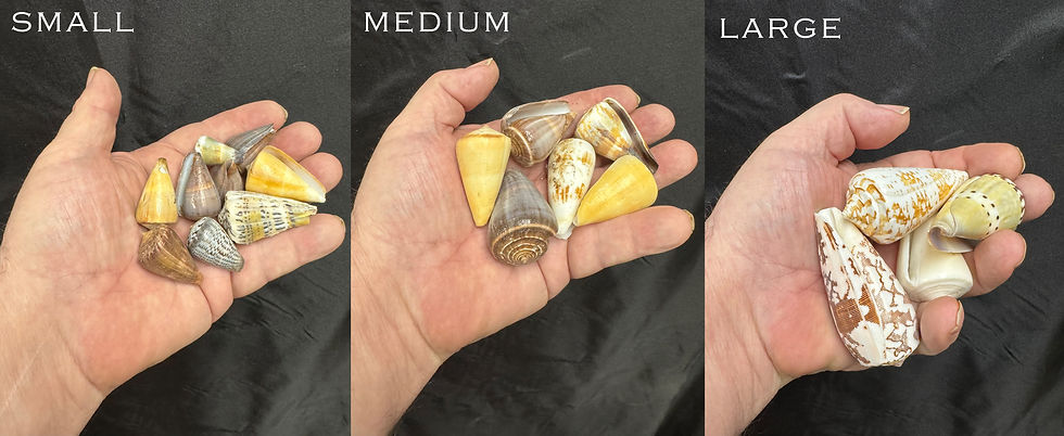 Thumbnail: Cones Shells/B39 - 1.1 LB. (APPROX. 32 PCS) - $0.21/PIECE