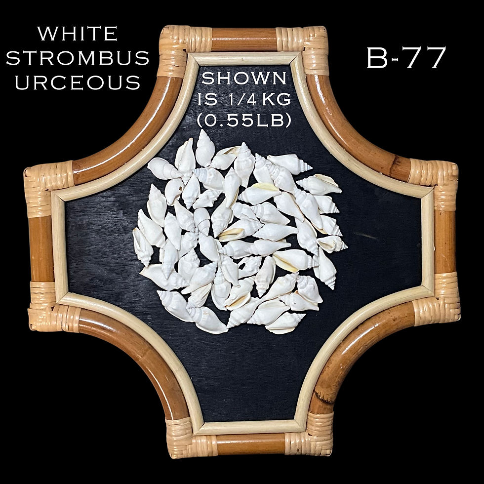 Thumbnail: Painted White Strombus Urceous Shells/B77 - 1.1 LB. (APPROX. 160 PCS) - $0.06/PC
