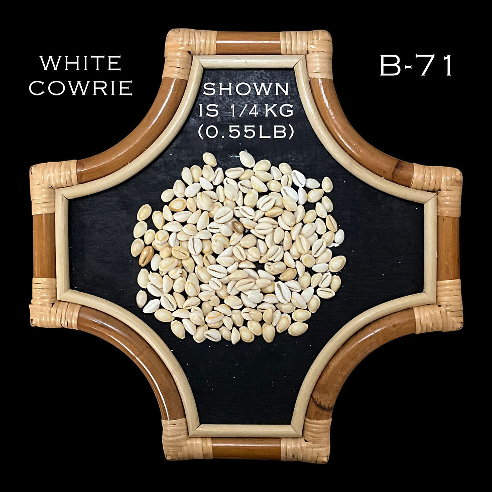 Thumbnail: Off-White Cowrie/B71 - 1.1 LB. (APPROX. 254 PCS) - $0.03/PIECE