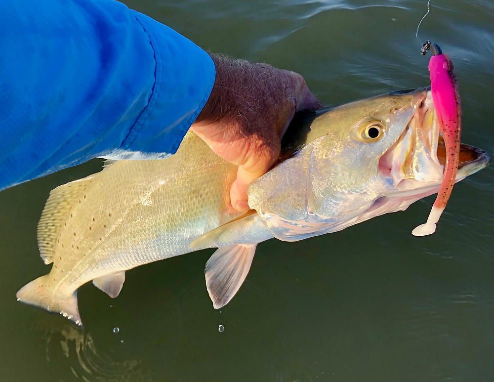 Speckled Trout - Lone Star Salt