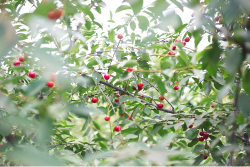 The cherries will be picked by Stella, Brian and their friends.