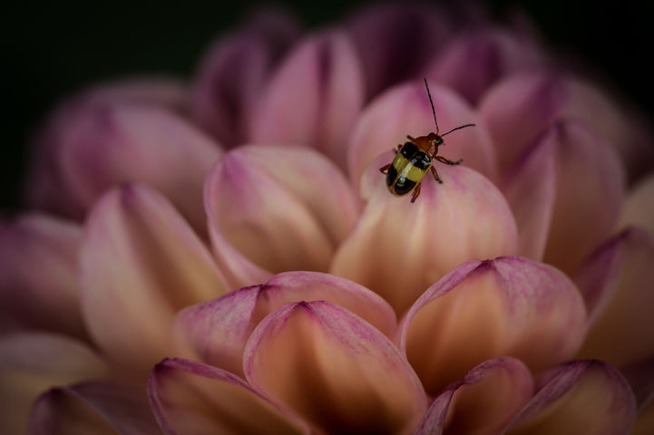 Abelhas e Dalias 0058.jpg