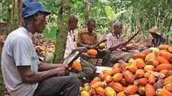 des-cacaoculteurs-en-activite