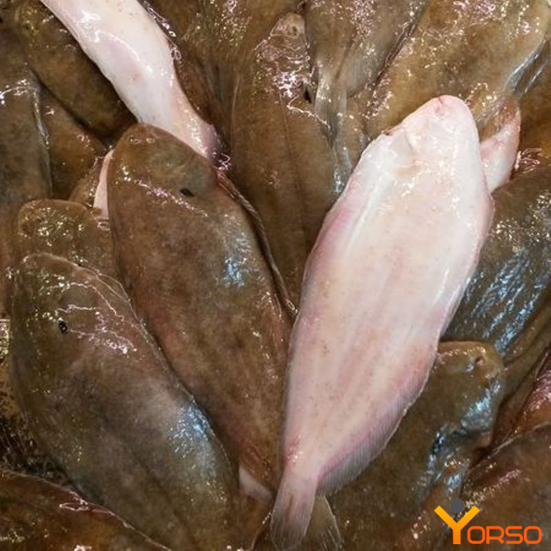 SOLE DU SENEGAL LE KG