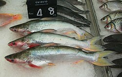 DARNE DE CAPITAINE LE SACHET