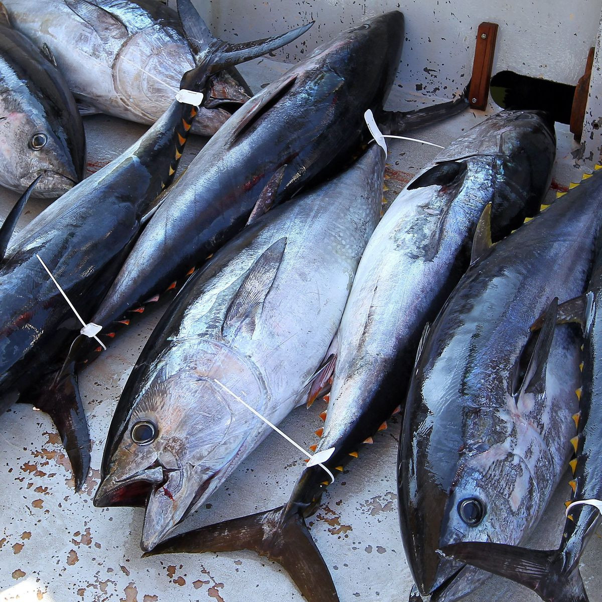 THON ROUGE LE SACHET