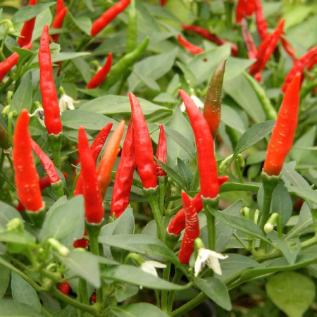 PIMENT LANGUE D'OISEAU