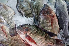 Tilapia gris LE  KG