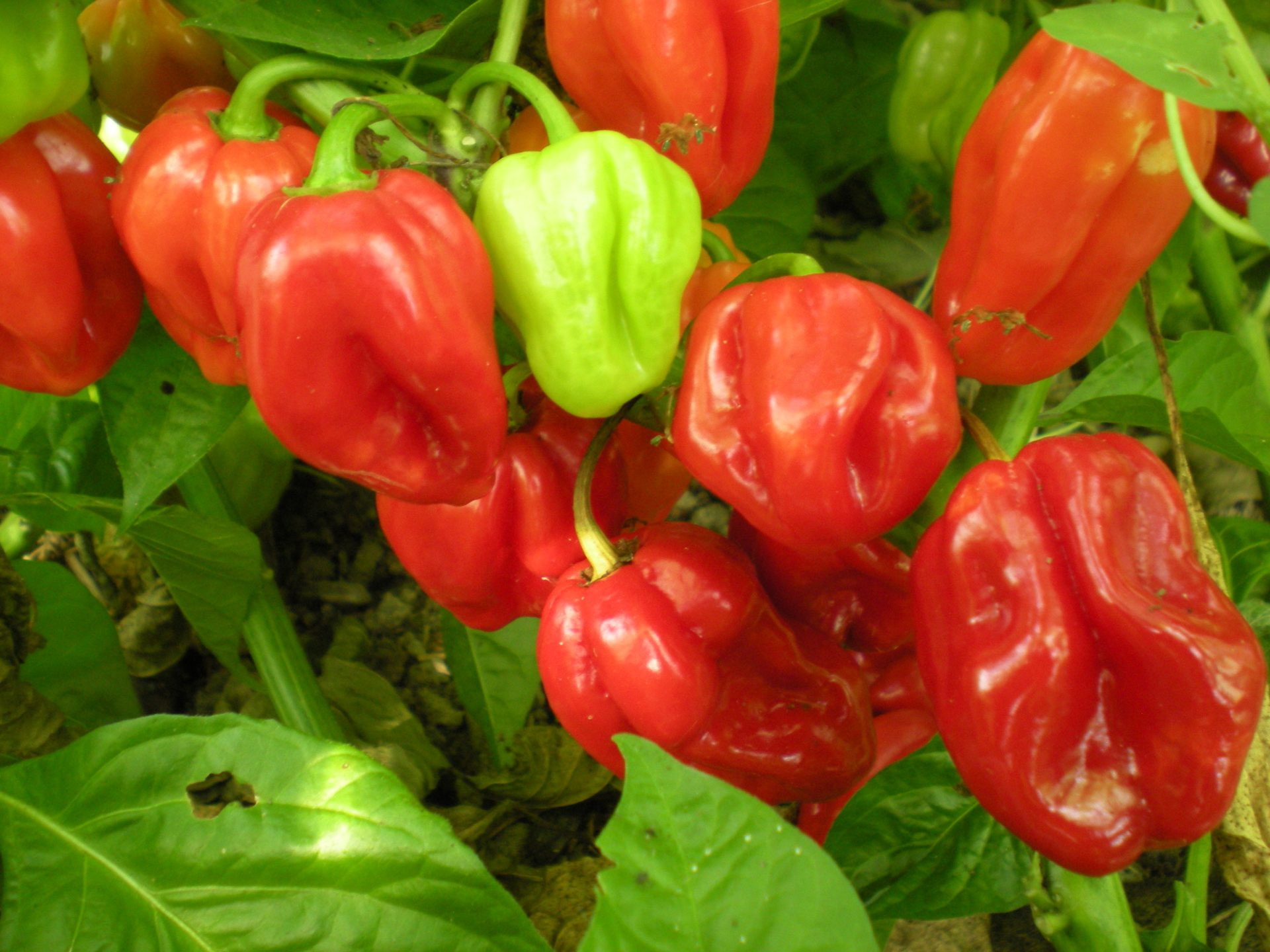 PIMENT FRAIS EN VRAC