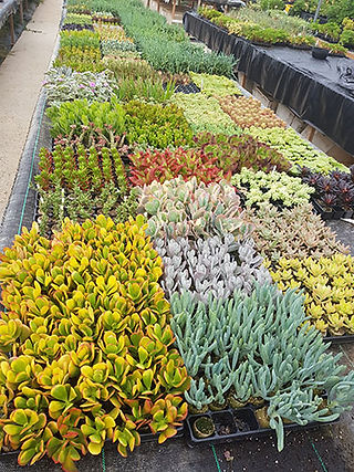 Succulents for Covent Garden