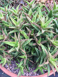 Aloe Juvenna