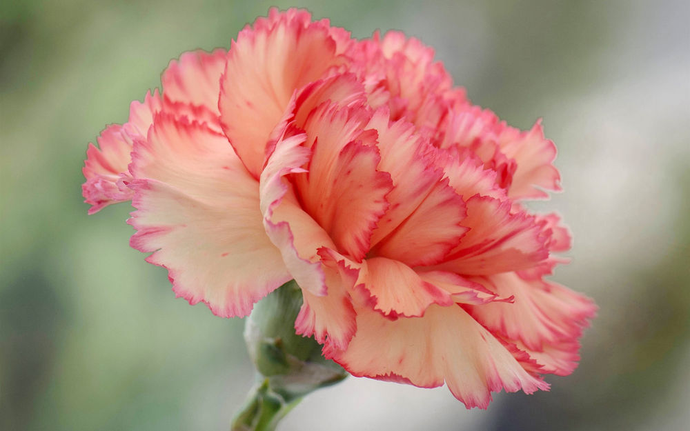 Why grow Carnations?