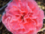 Flower Showing Thrip damage