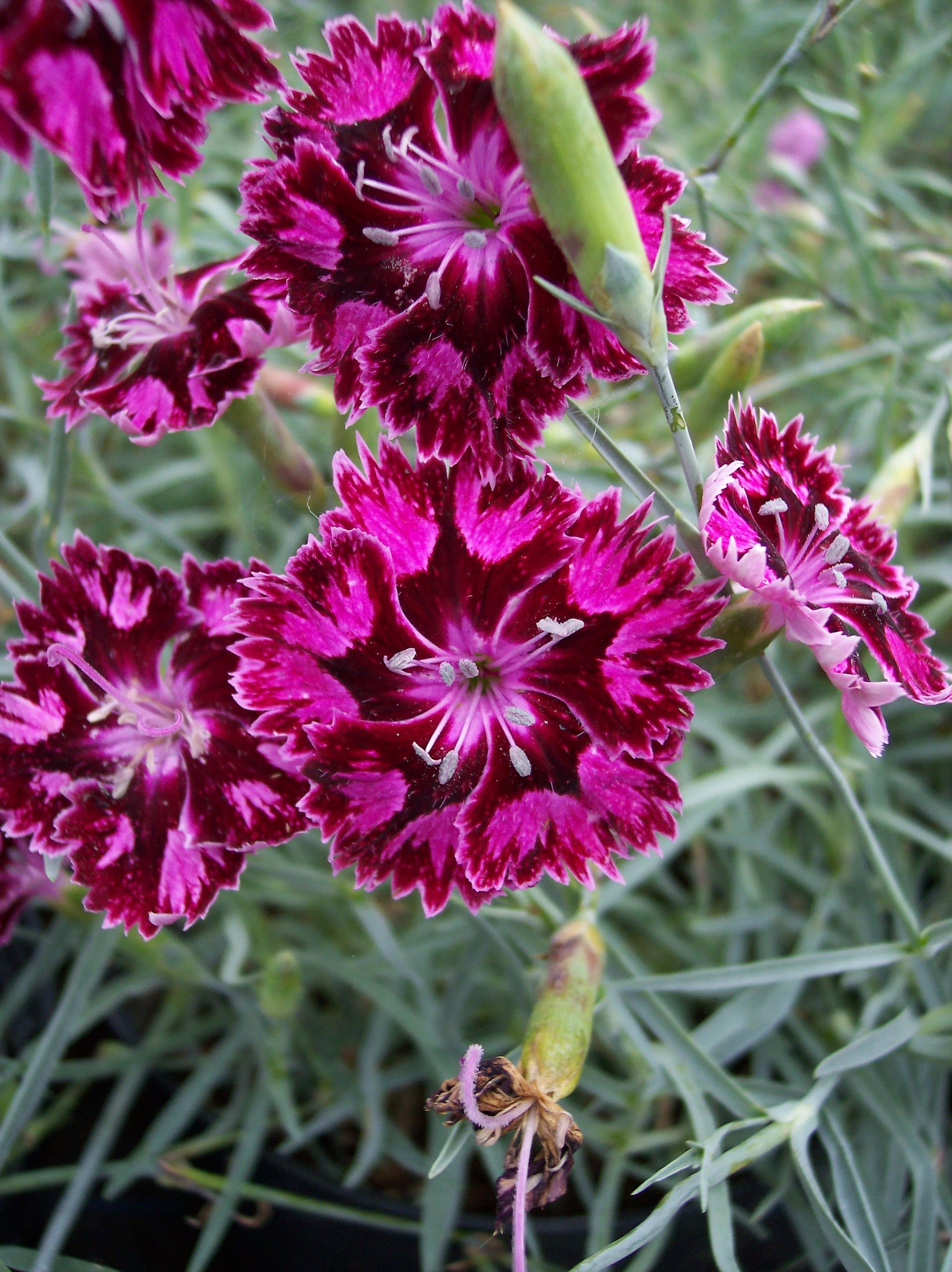 Dianthus Unique