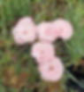 This long flowering garden pink is a beautiful light pink bloom on fantastic compact growth, perfect for growing front of the border.