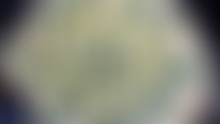 Exquisite Echeverias