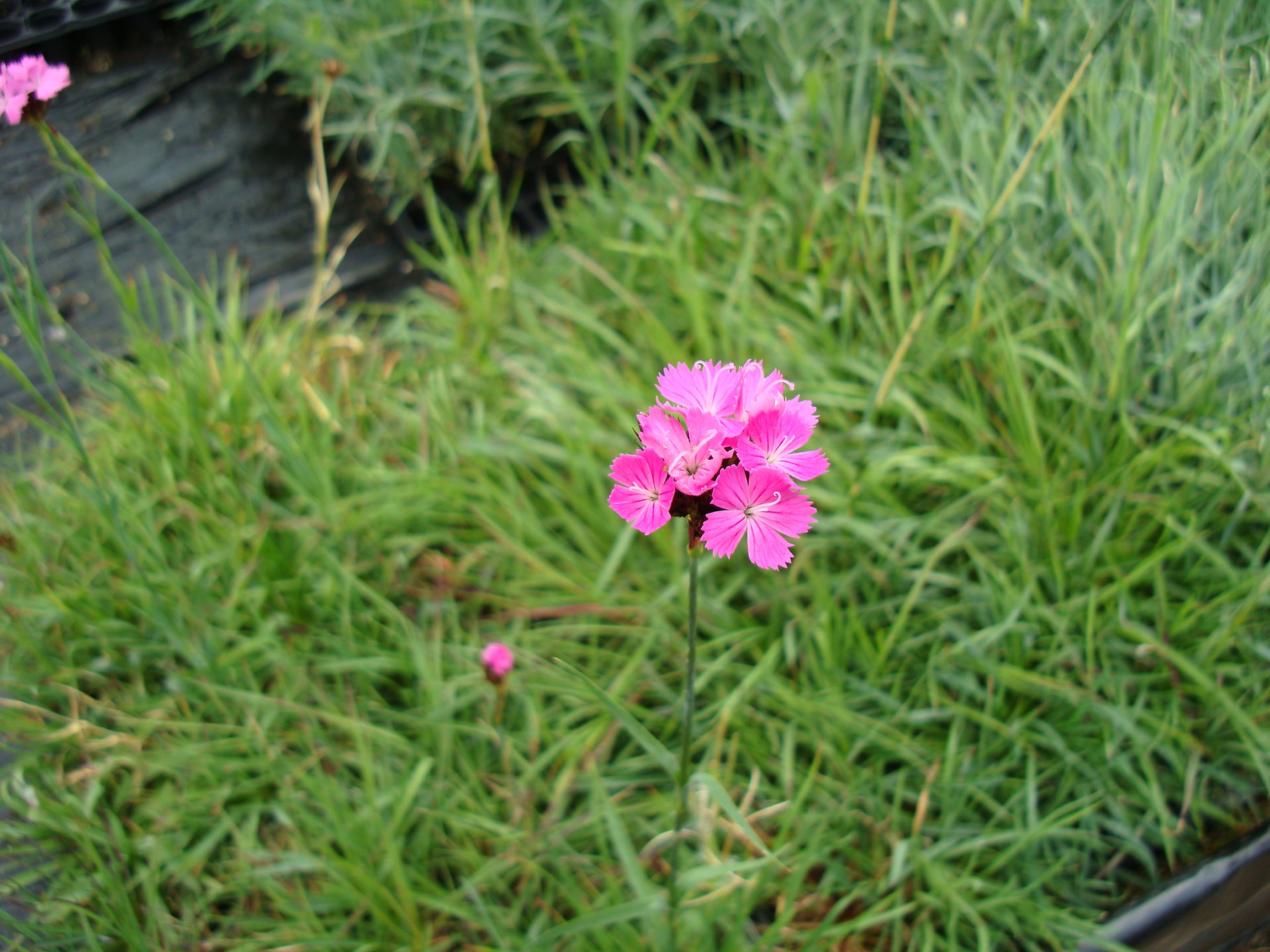 Dianthus Carthusianorium