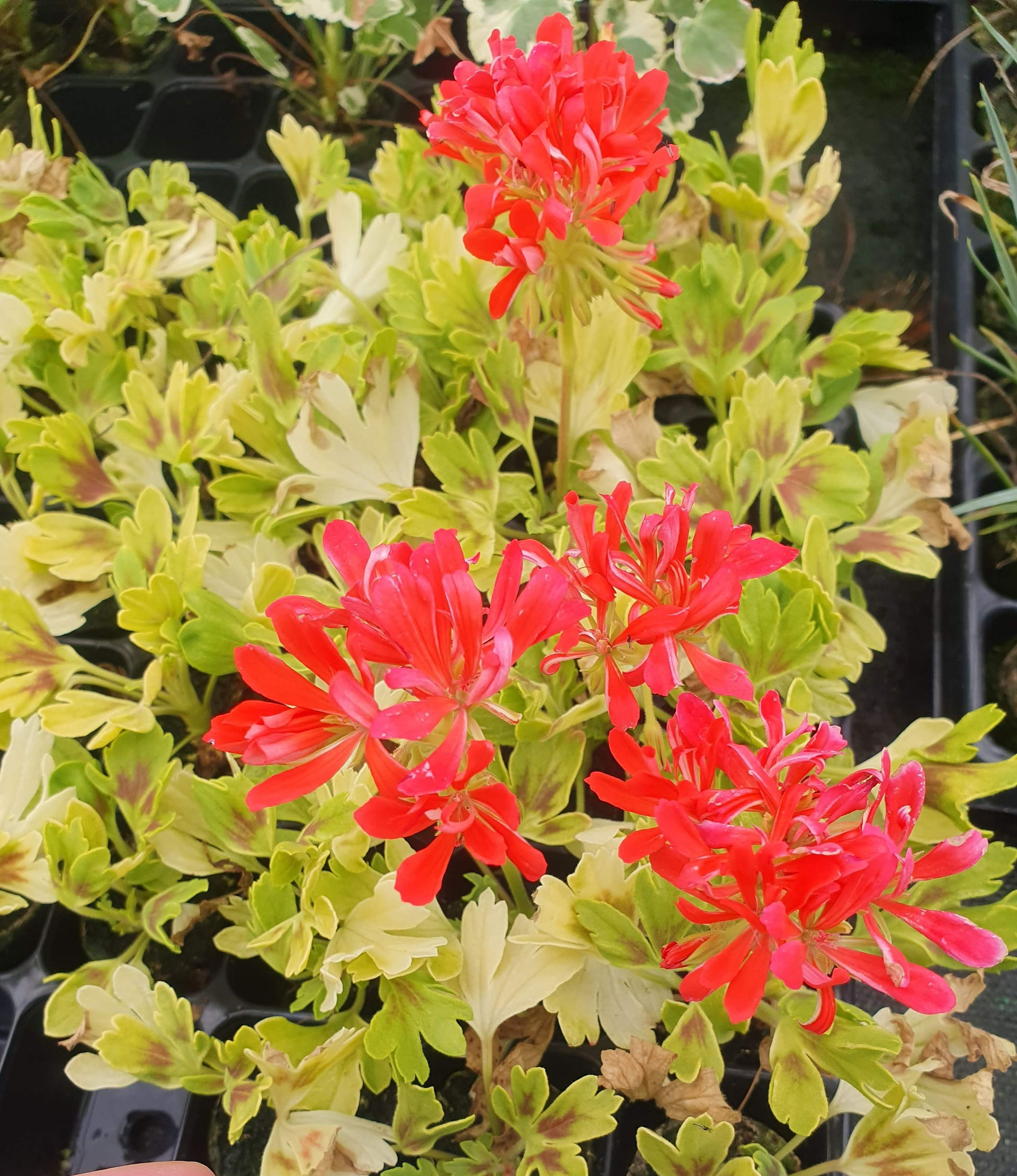Stellar Pelargonium Good Vibrations