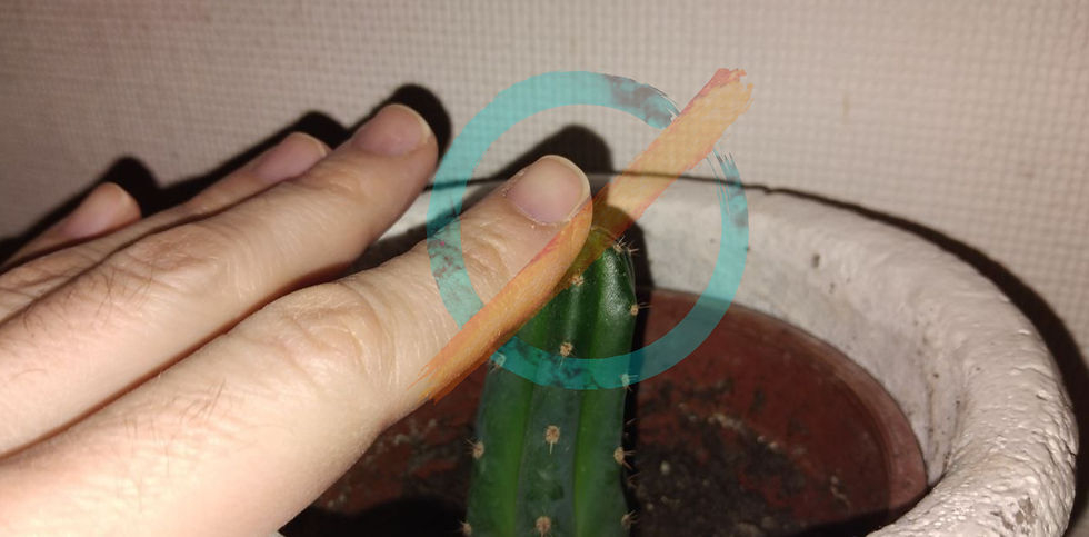 I Need to Feel - The Way of Phi in Practice -