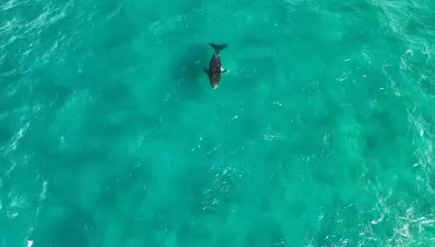 Whale 2.mp4