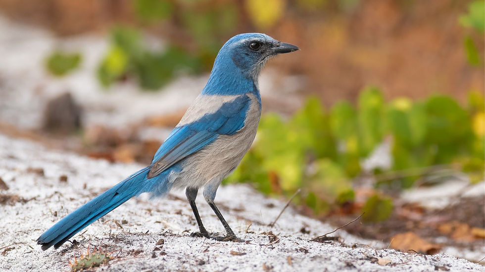 Florida Scrub-Jay Florida Legislature bill proposes its designation as the state song bird