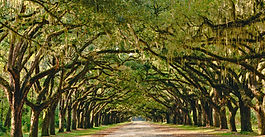 Oak Forest Carbon Sink Research