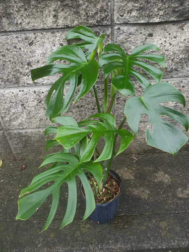正真正銘！本物モンステラシエラナ 正真正銘！本物モンステラシエラナ モンステラシエラナMonstera