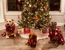 Pohlman Puppies