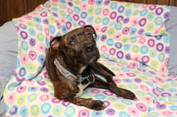 img_5125a_48217946107_o