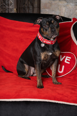 Valentine's Day dog with love cushion