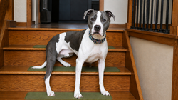 IMG_1713A