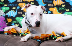 49597736268_a728253b76_c