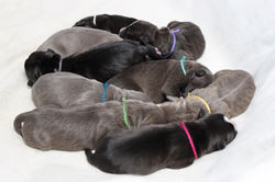 img_5185a_48287245081_o