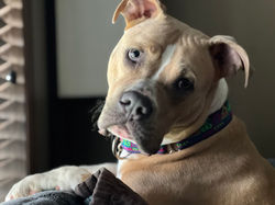 Josie