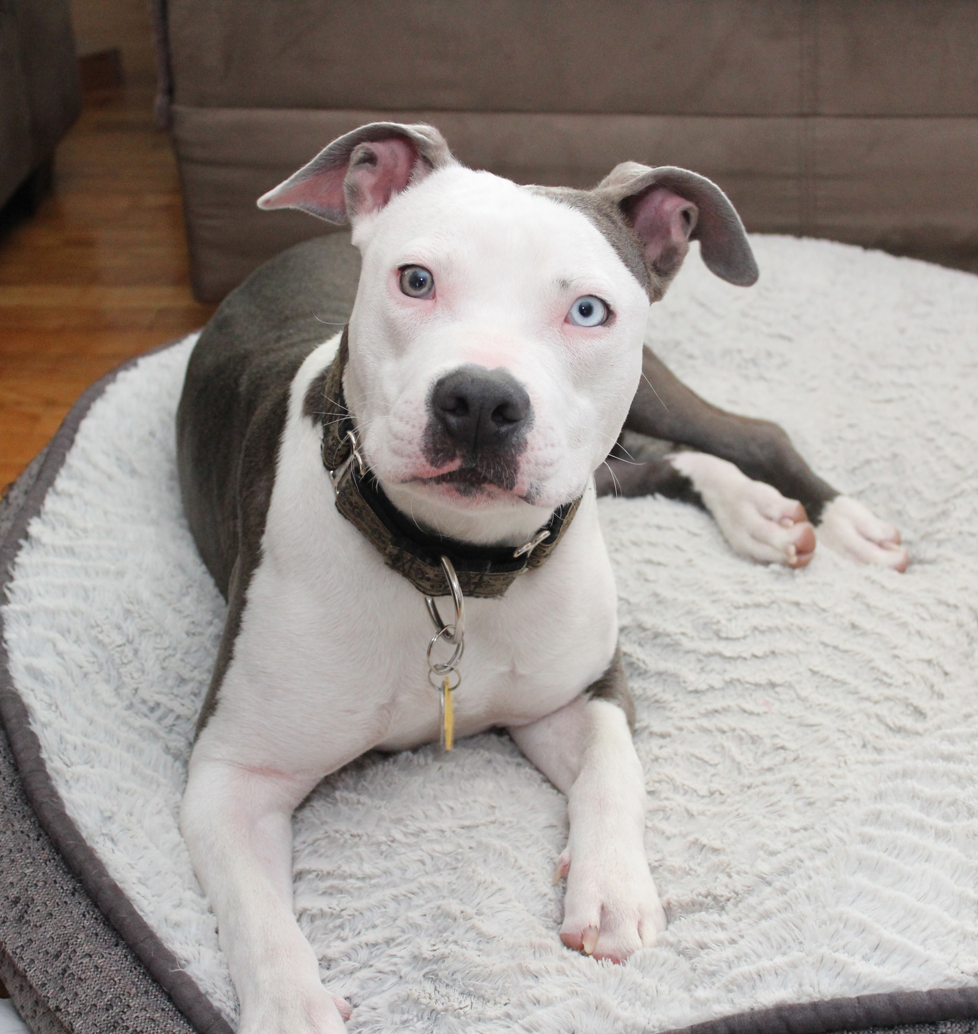 Sioux Empire Pit Rescue Sioux Falls, SD Cooper