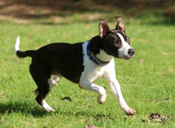 pepperjack_13_47930425923_o