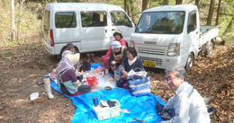 タラの芽、大収穫。