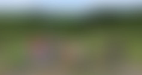 ワラビ、大量の収穫！