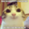 Waiting cat - Happy Birthday Memes